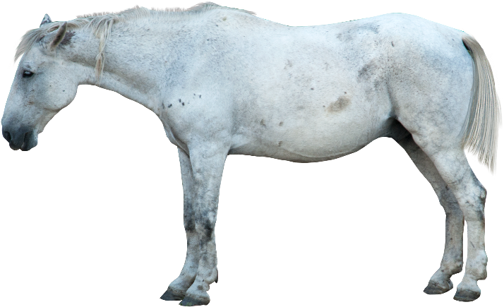 White Horse Png Image - Horse Png - Free Transparent PNG Download - PNGkey