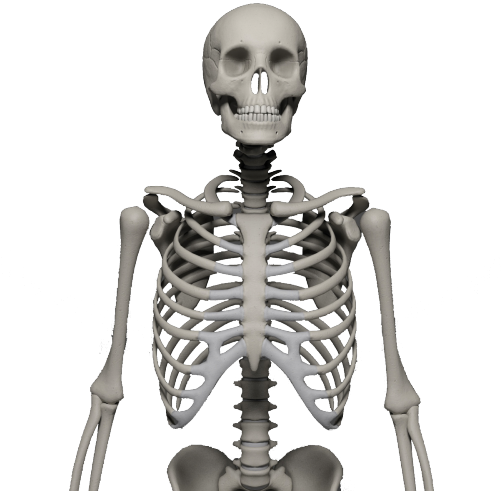 Skeleton Png - Free Transparent PNG Download - PNGkey