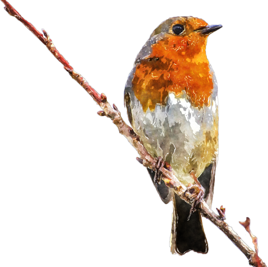 Download High Quality Bird Clipart Robin Transparent - vrogue.co