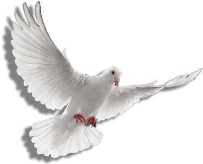 White Dove Vector Bird Pigeon Holy Spirit Dove Png And Vector With ...