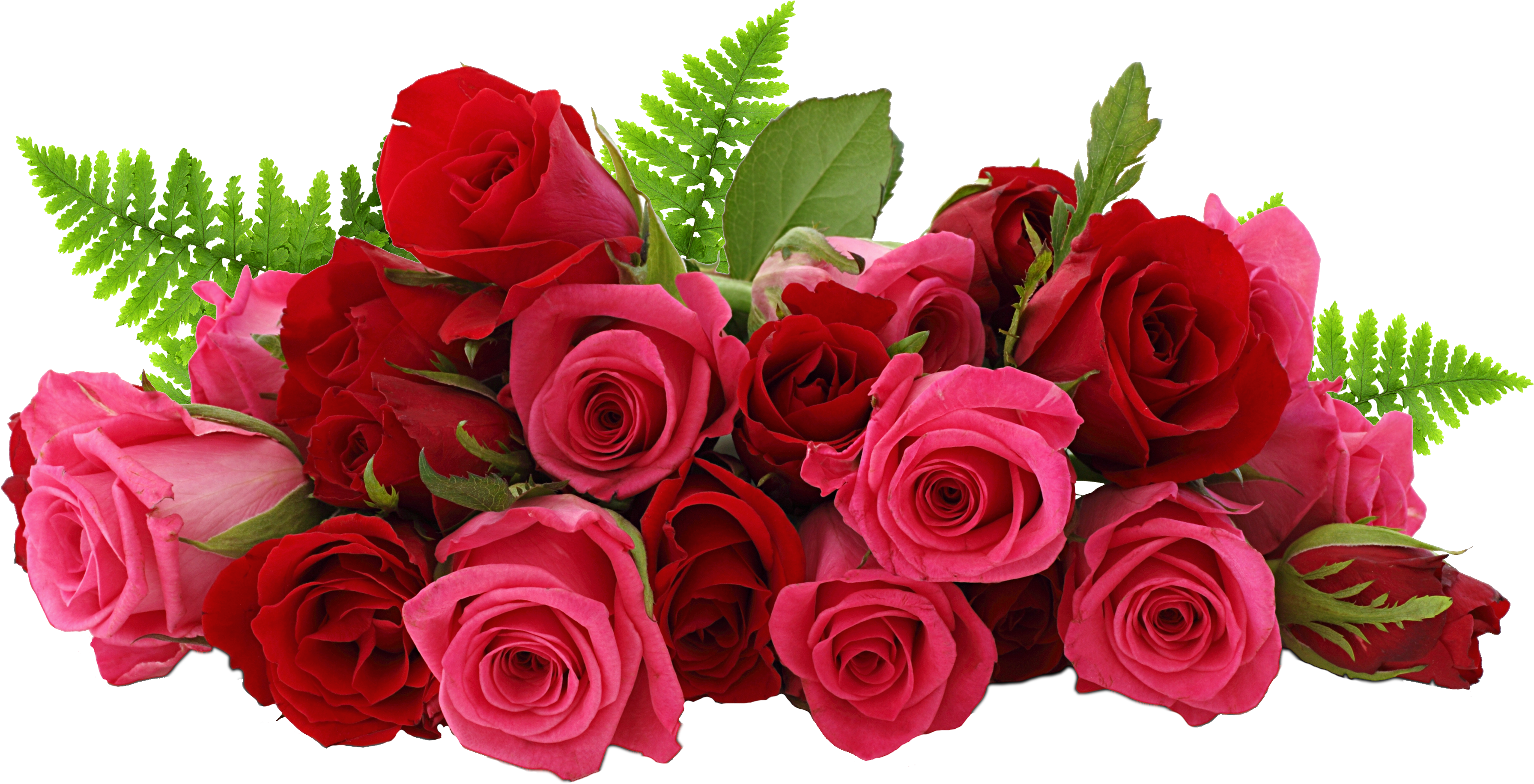 Download Rose Png - Rose Png Image Hd PNG Image with No Background -  