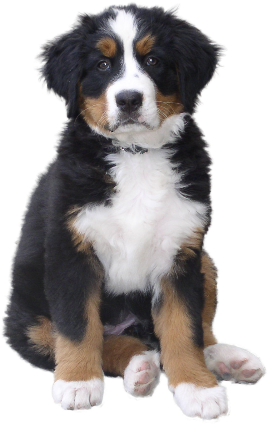 Download Dogs Png Clipart - Dog Png PNG Image with No Background ...