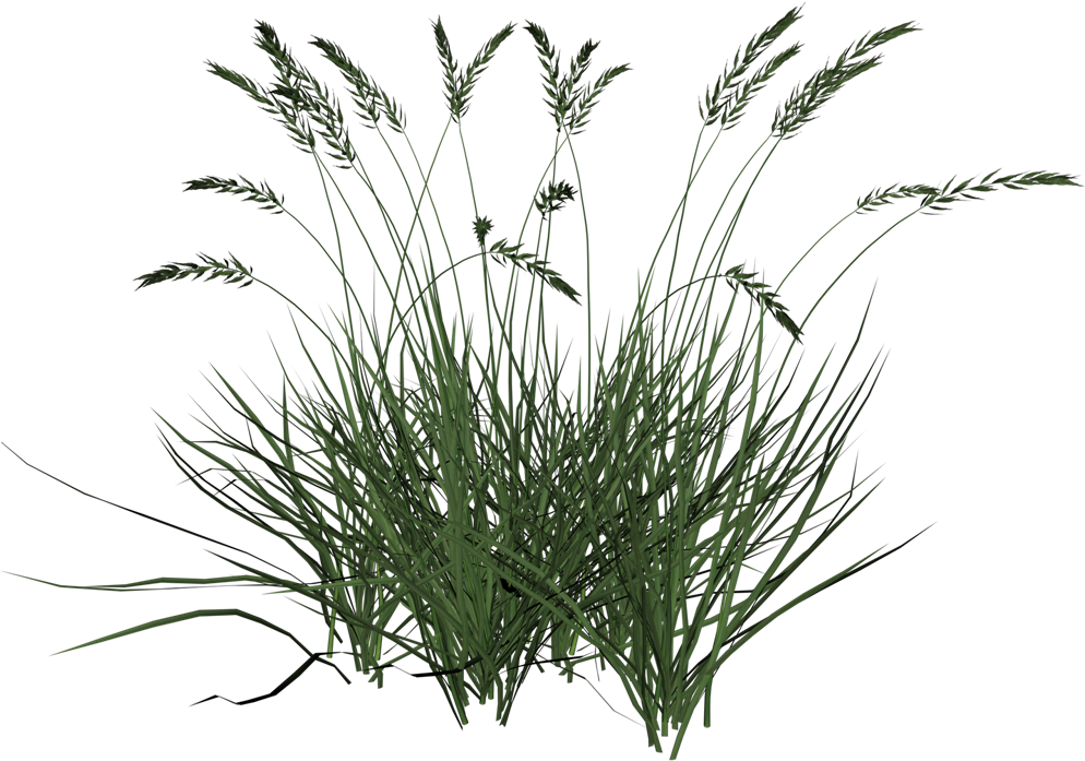 Free Icons Png - Tall Grass Transparent Background - Free Transparent ...