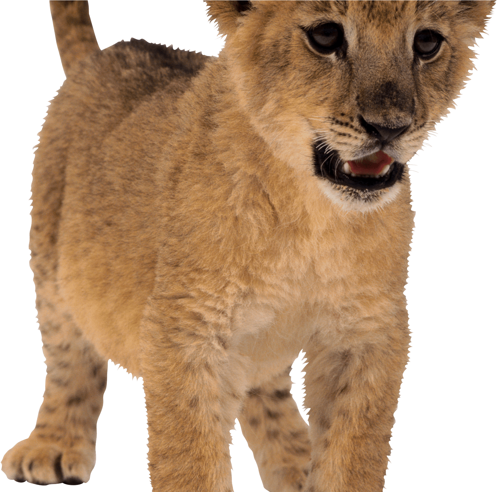 Download Download Baby Lion Png Svg Transparent Stock Lion Png Png Image With No Background Pngkey Com
