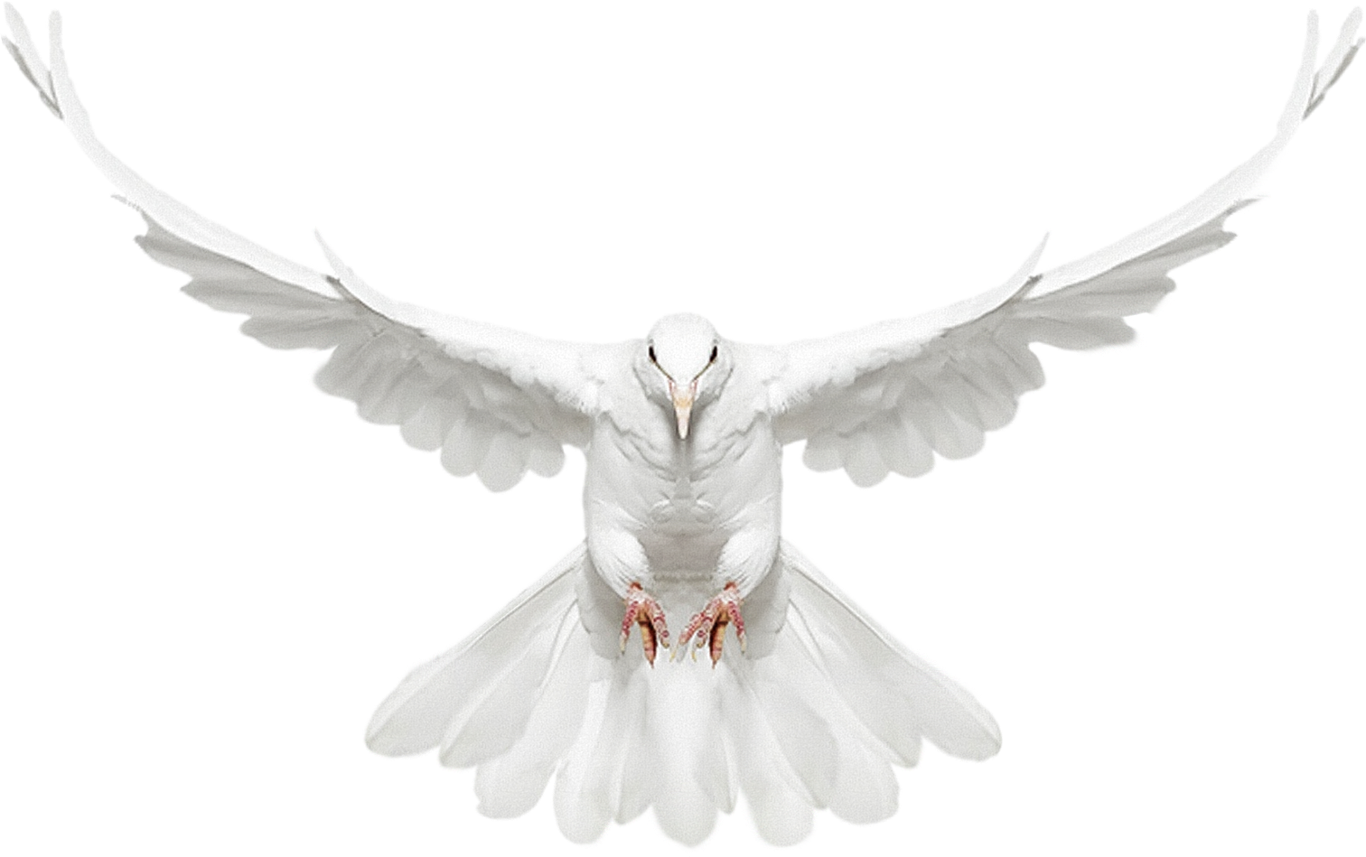 Dove Flying Dove Png Transparent Background Free Transparent Png