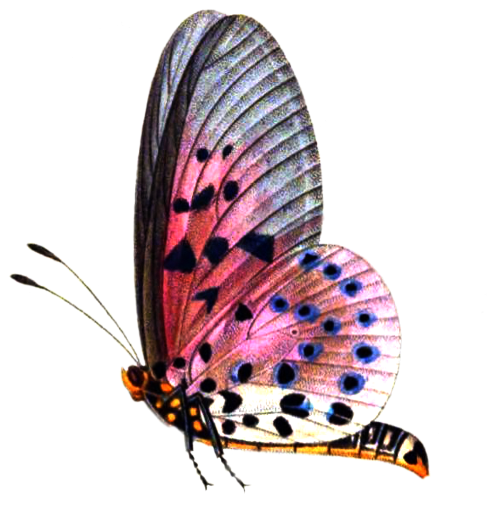 Download Png Format Images - Picsart Butterfly PNG Image with No Background  