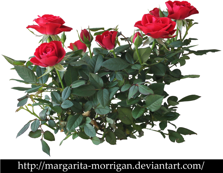 Rose Bush Clipart Transparent - Red Rose Plant Png - Free Transparent ...