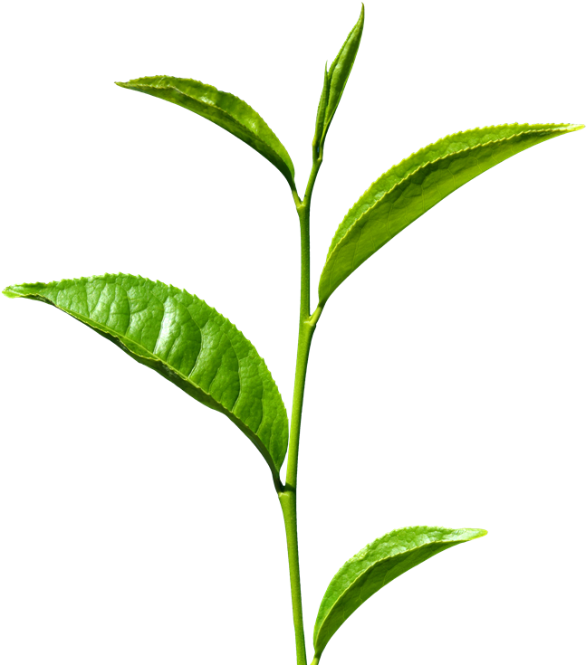Download Green Tea Transparent - Stem Meaning In Hindi PNG Image with No  Background 