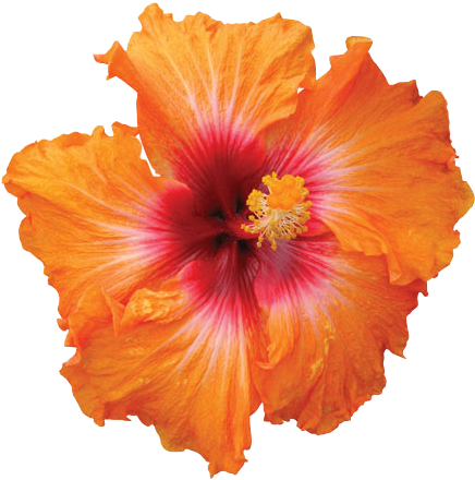 Download Hibiscus Png Hd Orange Hibiscus Flower Png Png Image With No Background Pngkey Com