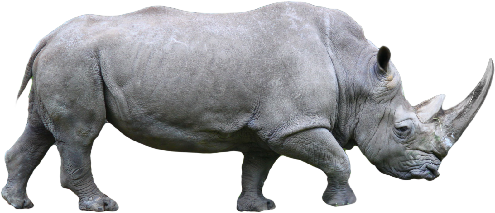 Download Rhino Png PNG Image with No Background - PNGkey.com