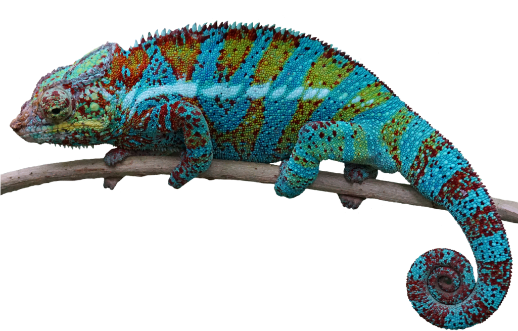 Chameleon Photo - Lizard Transparent Background - Free Transparent PNG ...