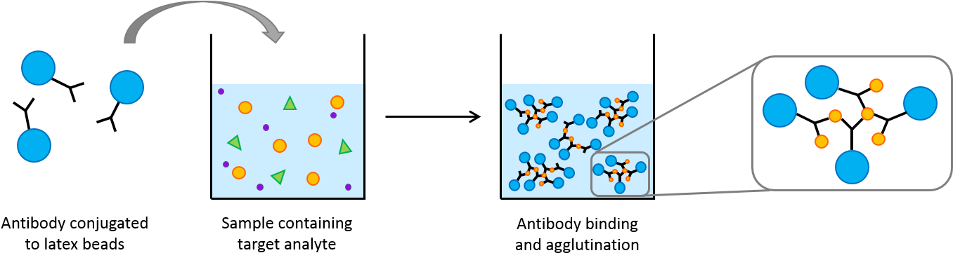 Download A Typical Agglutination Assay - Latex Beads PNG Image with No ...