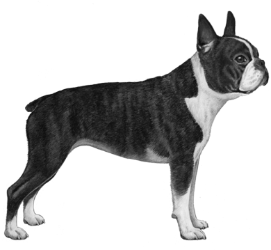 Download Boston Terrier - B&w - Boston Terrier PNG Image with No ...