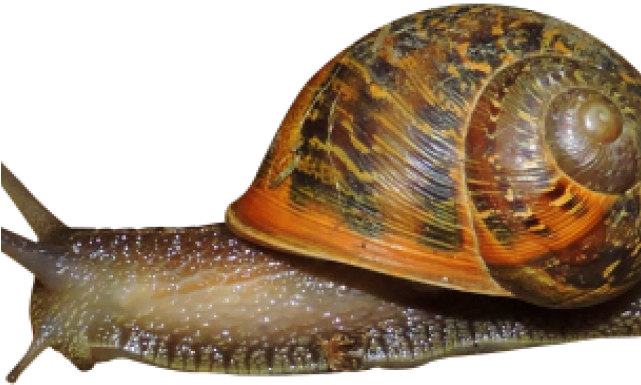 Download Snail Png PNG Image with No Background - PNGkey.com