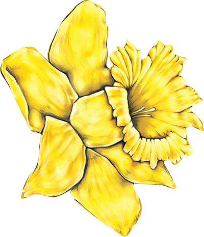 Daffodil - Yellow Daisy Flower Clipart - Free Transparent PNG Download ...