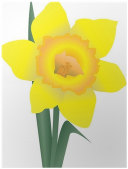 Download Narcissus PNG Image with No Background - PNGkey.com