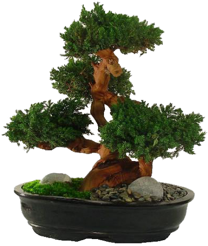 Download Types Of Bonsai Plants - Plant Nurseries In Karachi PNG Image ...