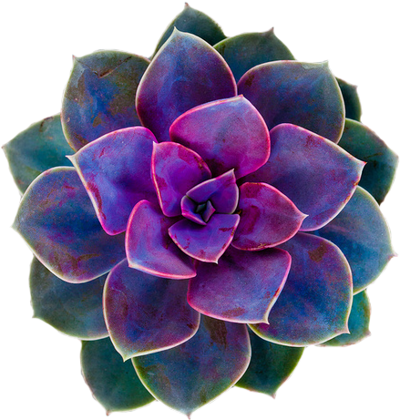 Download Purple Rose Clipart Png Tumblr Cactus Flower Transparent Background Png Image With No Background Pngkey Com