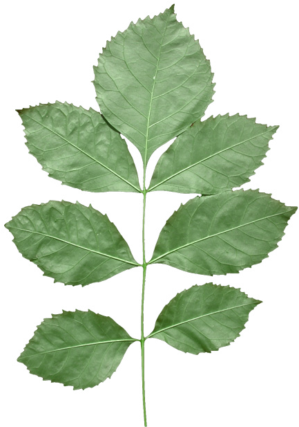 Download Leaf Alpha To Coverage Png Image With No Background Pngkey Com