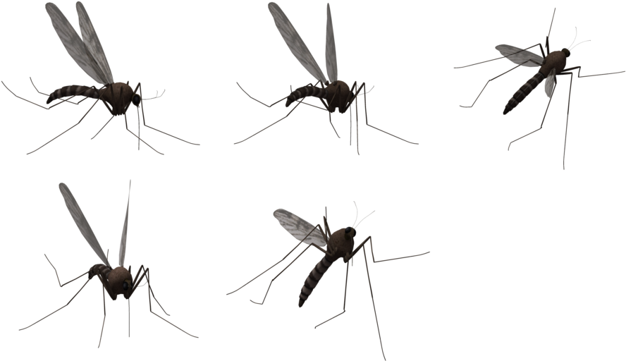 Download Mosquito Transparent Background PNG Image with No Background ...