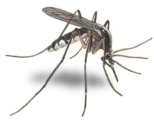 Download Mosquito Transparent Background PNG Image with No Background ...