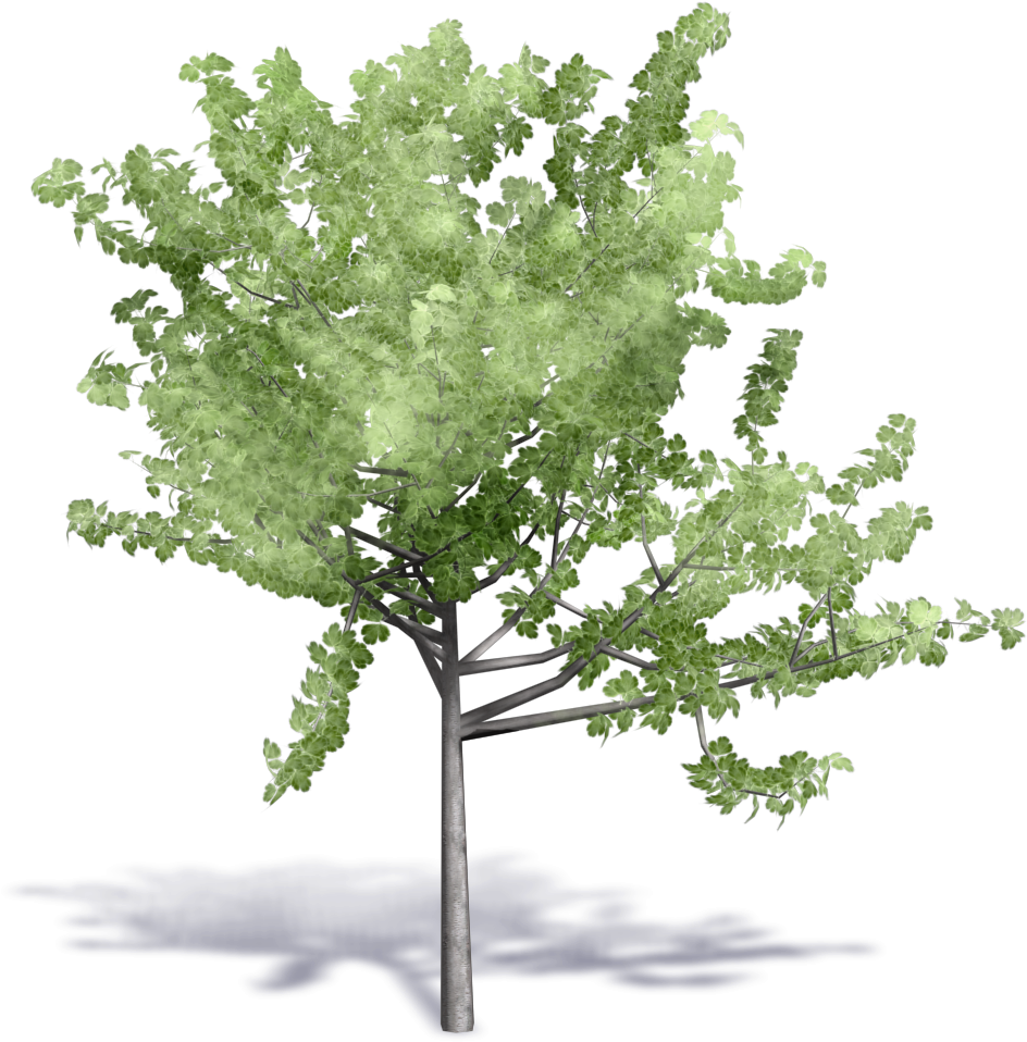 Download Image Result For Cadblock Birch Tree - Autodesk Revit PNG Image  with No Background 