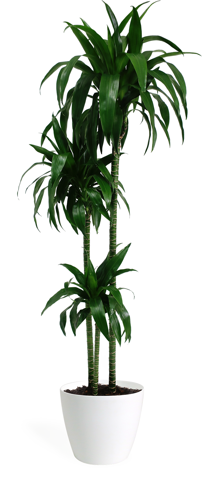 Download Dracaena Lisa Cane Png Image With No Background Pngkey Com