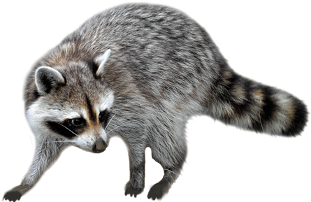 Raccoon Png - Raccoon Png Transparent - Free Transparent PNG Download ...