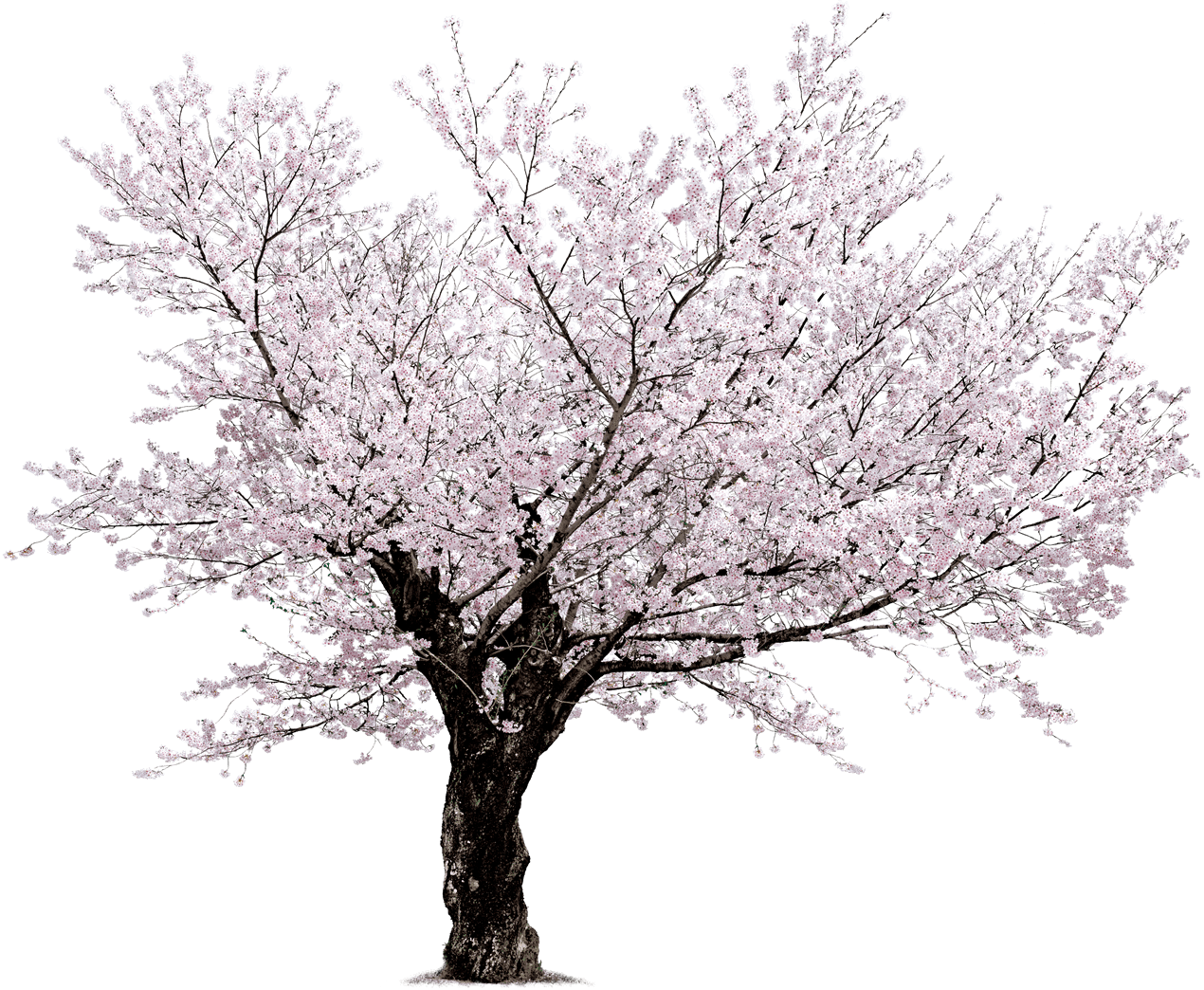 Download Cherry Blossom Tree Png Sakura Png Png Image With No Background Pngkey Com