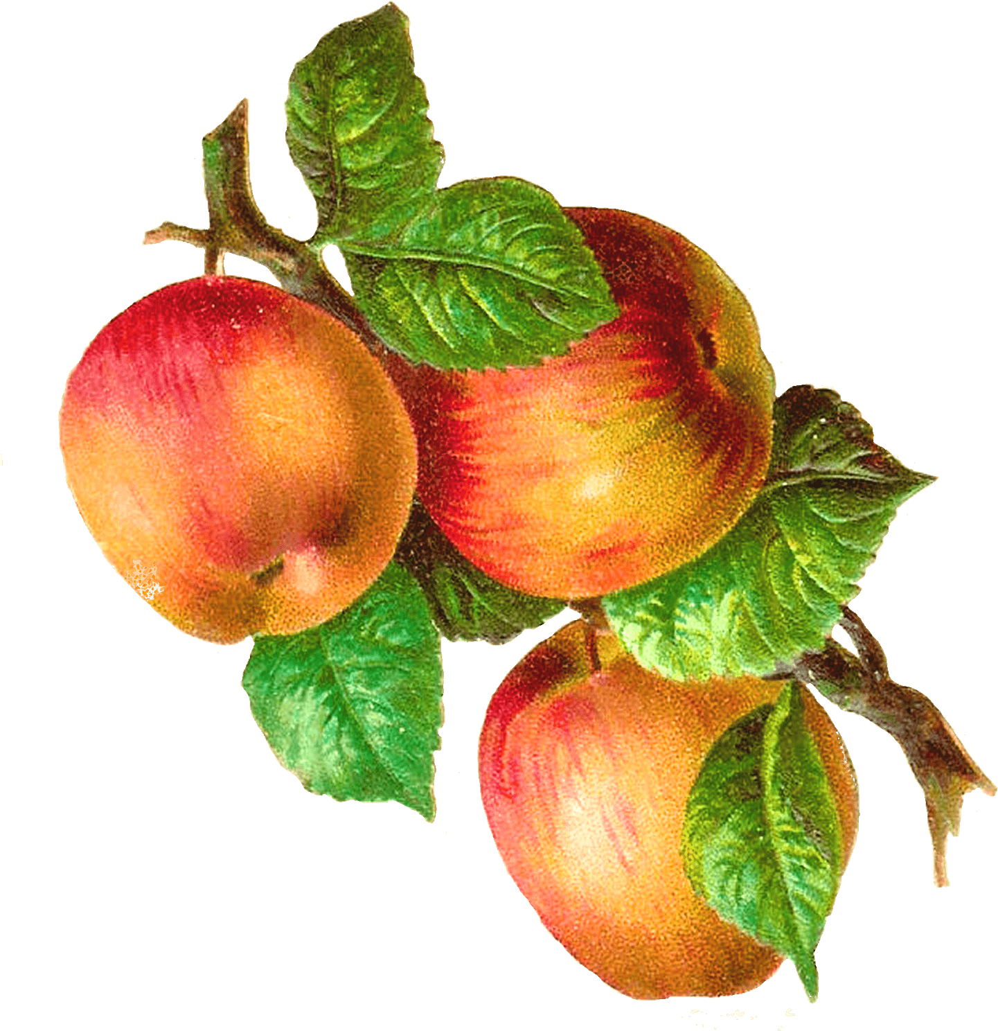 Apples On A Branch Vintage - Apples On A Branch - Free Transparent PNG ...