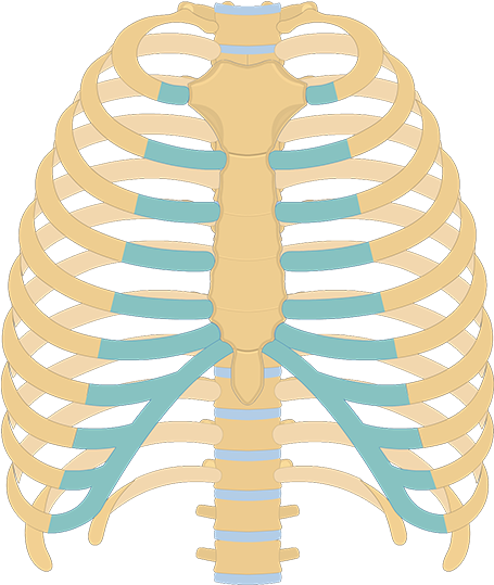 Download Unlabelled Rib Cage Diagram PNG Image with No Background ...