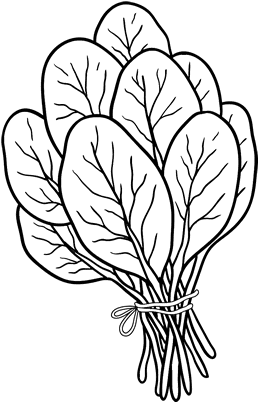 Colouring Pictures Of Spinach - Free Transparent PNG Download - PNGkey