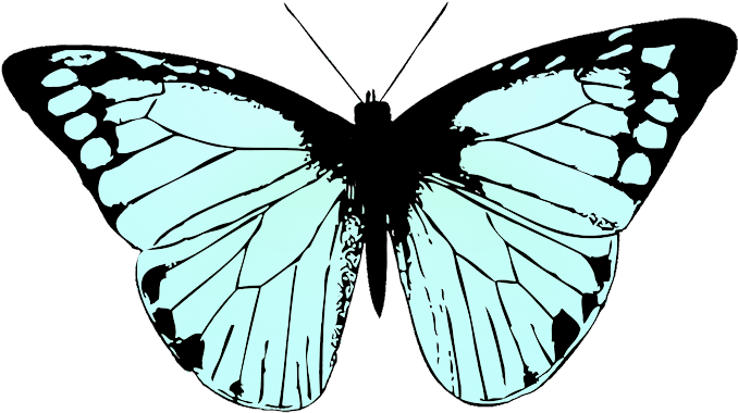 Download Butterfly Image Black White Butterfly Wing Black And