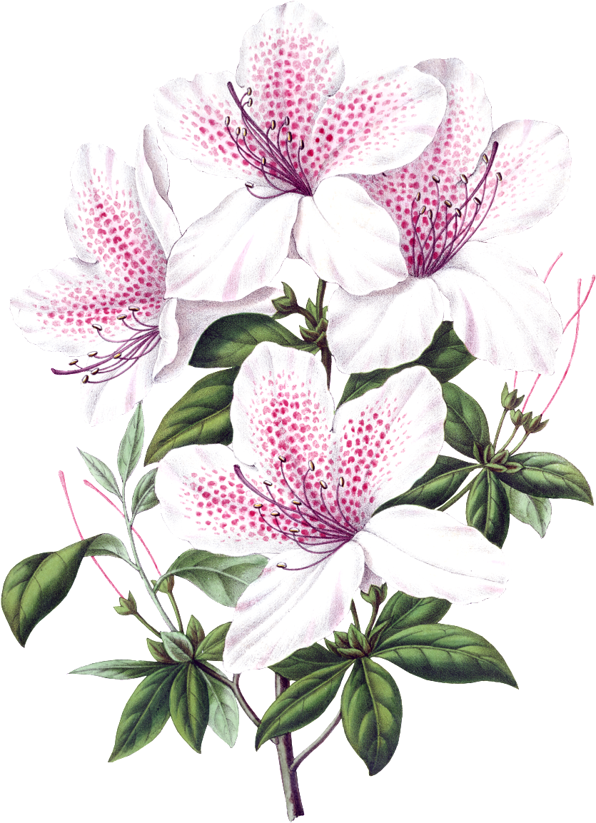 Download Beautiful Blooming Lily Flowers Transparent White Flower Png Botanic Png Image With No Background Pngkey Com