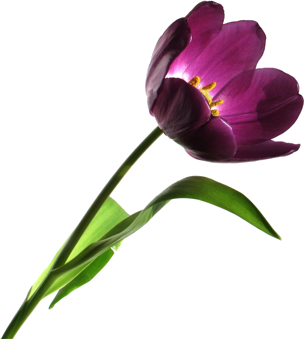 Download Free High Resolution Clipart Images Free High Resolution Lily Png Image With No Background Pngkey Com