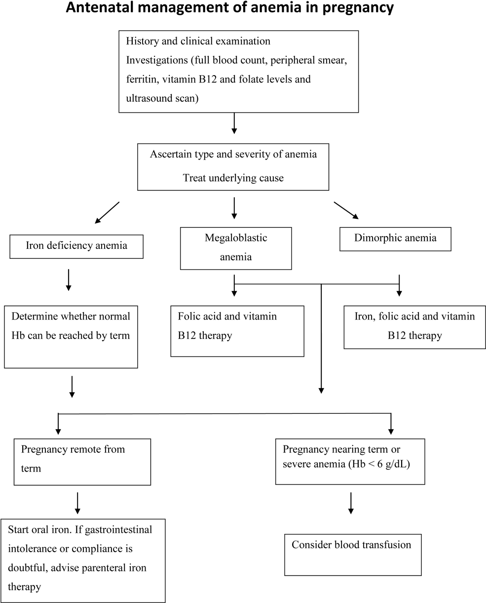 Download Effects Of Anemia In Pregnancy - Management Of Anaemia In ...