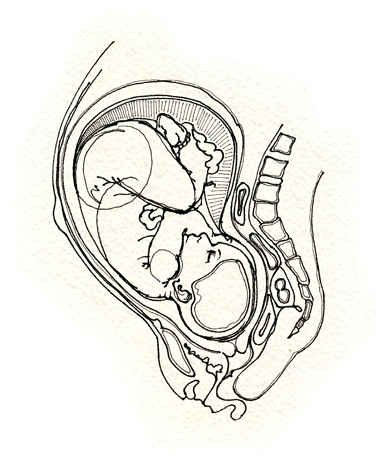 Download Fetus - Sketch Png Image With No Background - Pngkey.com