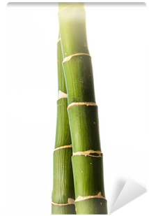 Bamboo (400x400), Png Download