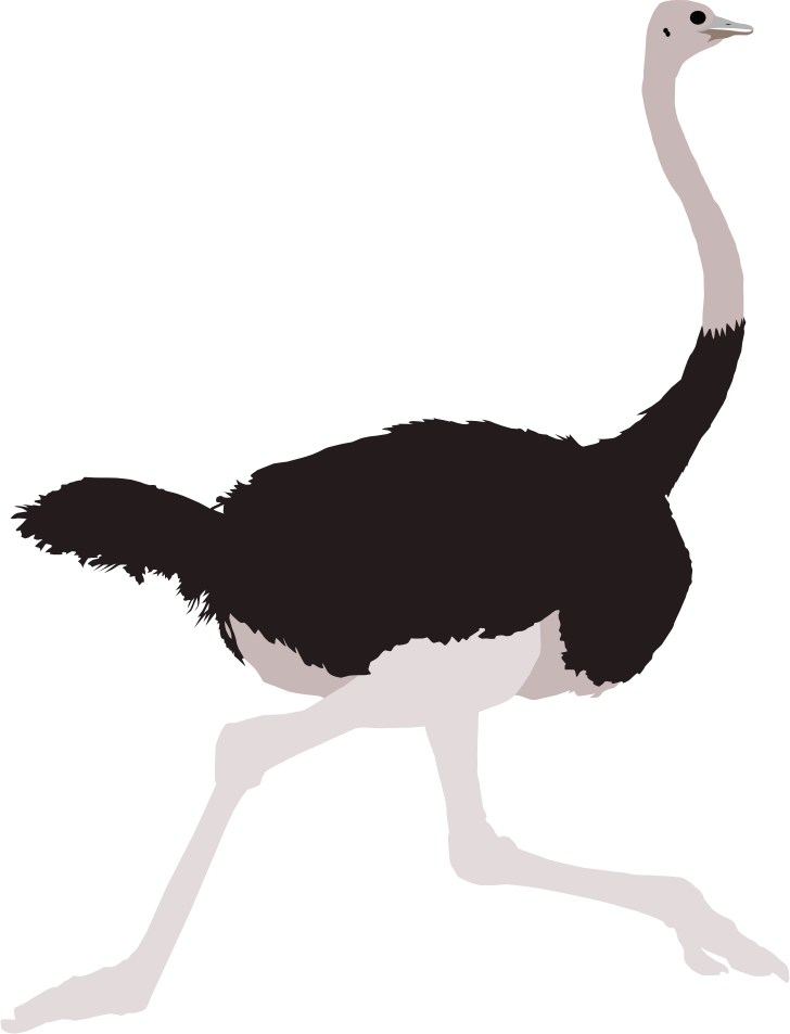 Download By Michell Vall On Deviantart Michellvall - Common Ostrich Png 