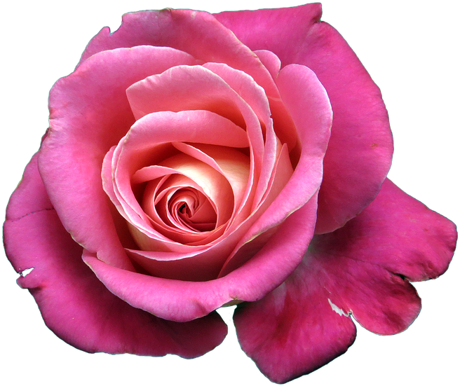 Download Flower, Rose, Isolated - Bunga Png PNG Image with No ...