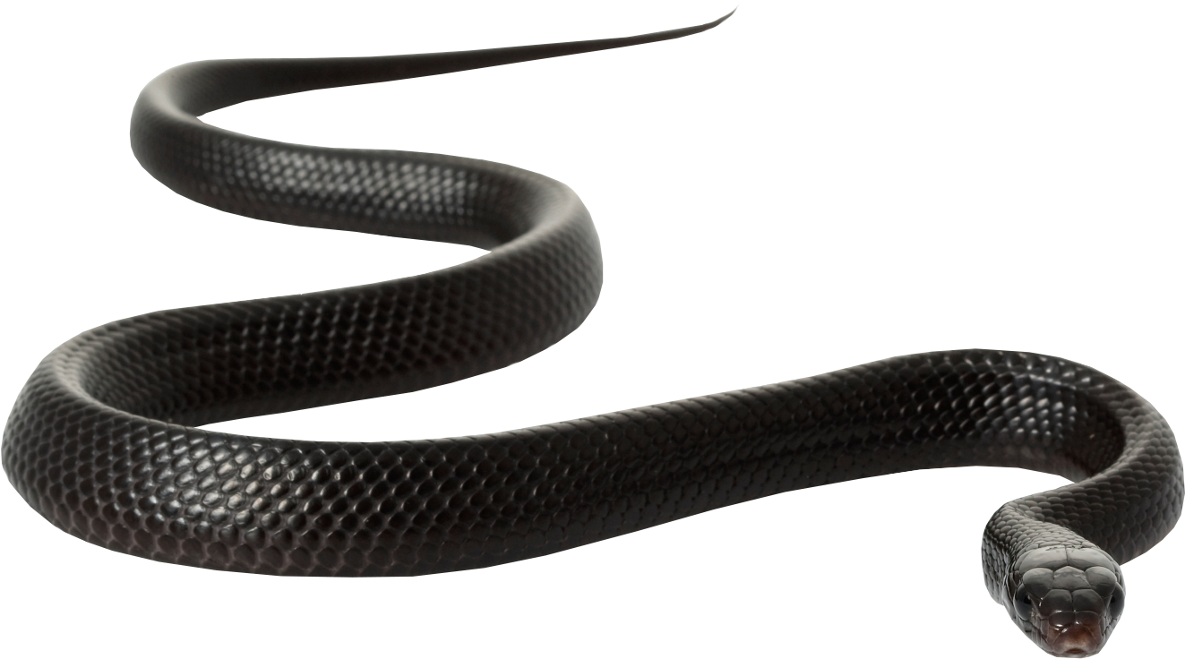 Black Rat Snake Clip Art - Black Mamba Snake White Background (1723x1114), ...