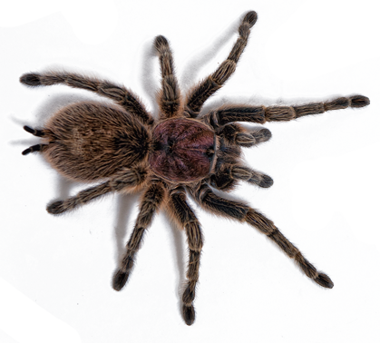 Download Scorpian Tarrantula - - Rose Hair Tarantula Transparent PNG ...