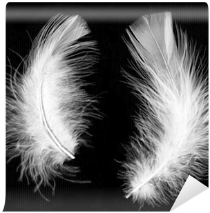 Feather (400x400), Png Download