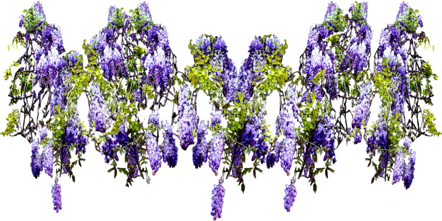 Download Wisteria Flower Png Wisteria Psd Png Image With No