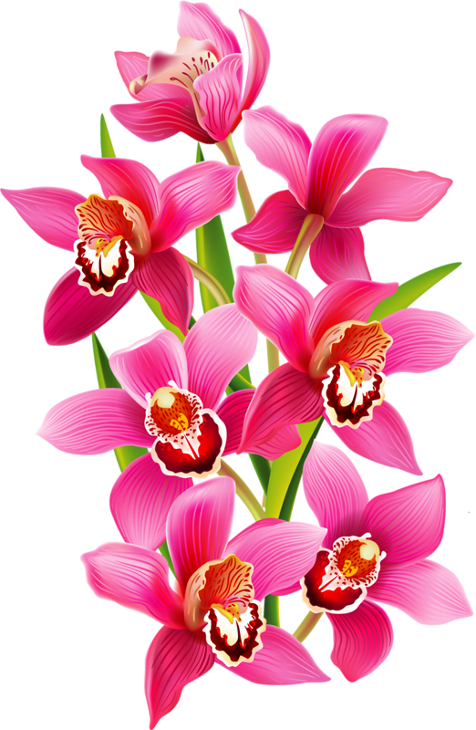 Download Fleurs Flores Flowers Bloemen Png Coloring Book - Transparent  Orchids PNG Image with No Background - PNGkey.com