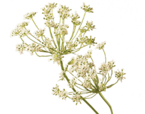 Ammi majus l