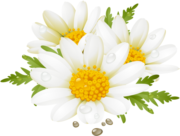 Daisy Clipart Flores - Summer Flower Clip Art - Free Transparent PNG ...