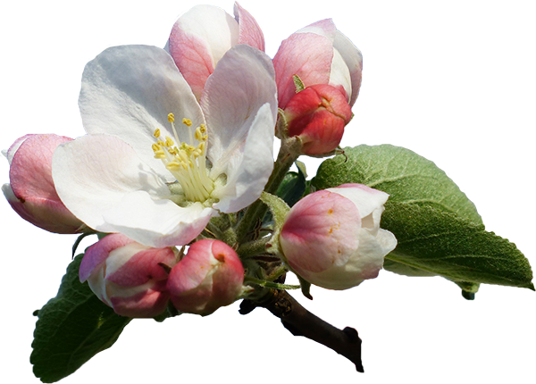 Download Apple Blossom Apple Flowers Transparent Png Png Image With No Background Pngkey Com