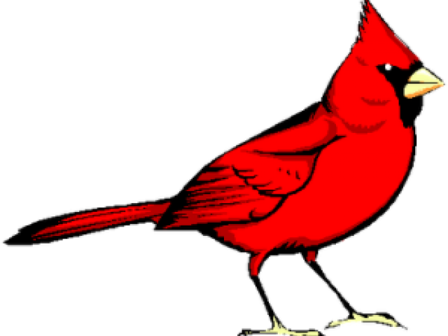 Download Graphic Freeuse Library Cardinal Clipart Red Bird Png Image With No Background Pngkey Com