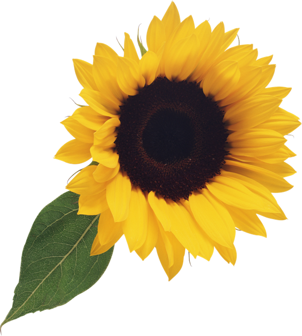 Free Free 340 Clipart Sunflower Png Images SVG PNG EPS DXF File